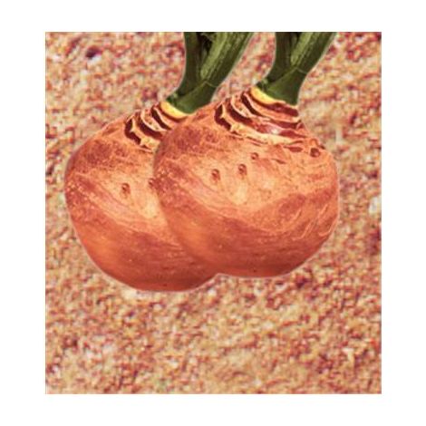 CHOU NAVET RUTABAGA CHAMPION COLLET ROUGE