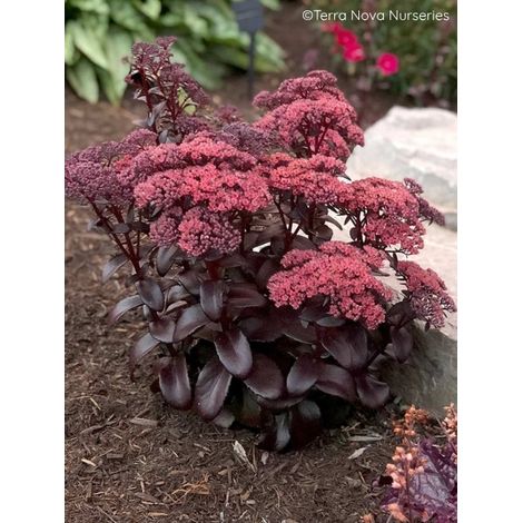 Orpin 'Dark Magic' Godet de 8/9 cm (1/2)