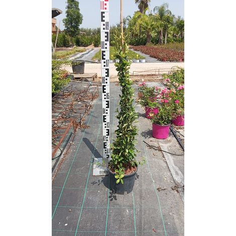 Buisson Ardent Pyracantha Coccinea Pot 18 cm Arbuste Persistant Épineux (1/4)