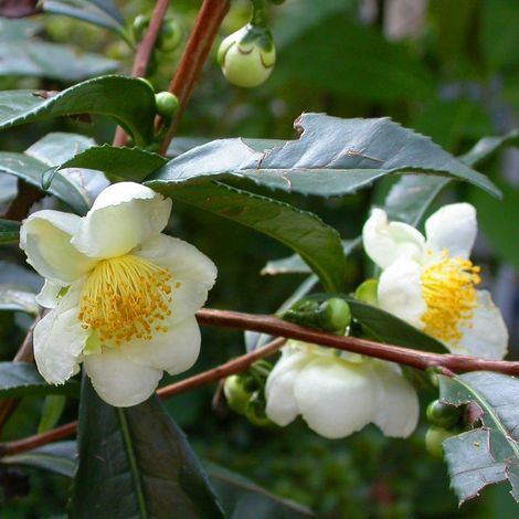 CAMELIA  SINENSIS LA PIANTA DEL TE' VASO 16CM