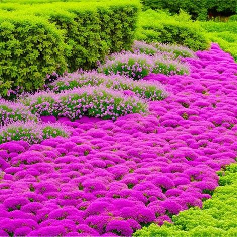 30000 Graines de Thym Serpolet Rouge Rose – Plantes Vivaces Aromatiques Couvre-Sol – Idéal Pour Allées, Rocaille Et Aménagement Paysager (1/5)
