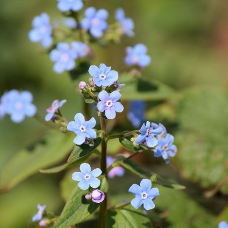 4 x Brunnera sibirica - godet 9x9 cm (1/5)