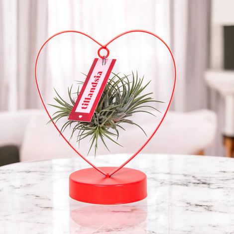 Gardenaria Tillandsia 'Heart' - Pianta da interno ornamentale - Altezza: 23 cm (vaso 10) (1/5)