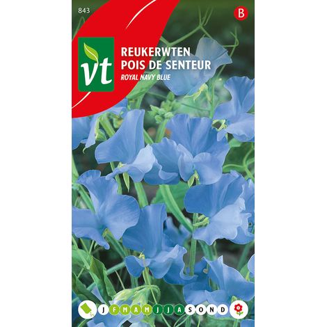 Pois De Senteur Navy Blue - Ca. 3 gr (Livraison Gratuite) (1/2)