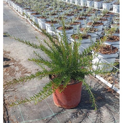 Grevillea Juniperina Pot 18 cm Arbuste Persistant Tapissant (1/2)