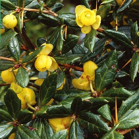 Épine-vinette  - Berberis frikartii 'Amstelveen'  - 25-30 cm pot