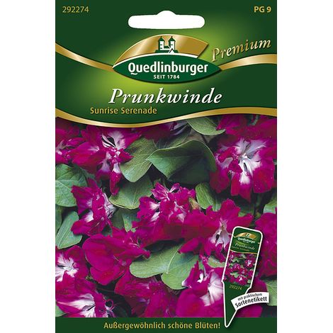 Quedlinburger Saatgut – Ipomée « Sunrise Serenade » – Graines de fleurs, plante grimpante à fleurs doubles bicolores, hauteur env. 200 cm