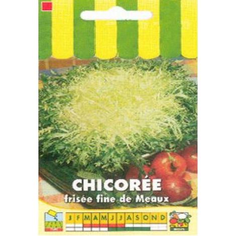Chicorée frisée 'Fine de Meaux' le sachet de 2500 graines environ (4g)