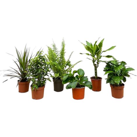 Lot de 6 Plantes Vertes d'Intérieur Variées - Box Surprise - Hauteur 20-40 cm - Pot Ø12 cm - PANGIVO