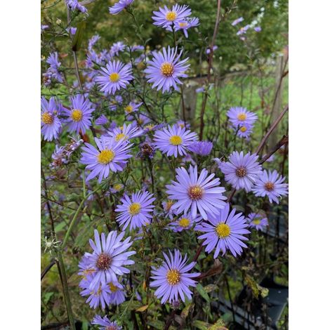 6 x Aster laevis 'Calliope' - Aster lisse - Pot P9 (9 x 9 cm) -
