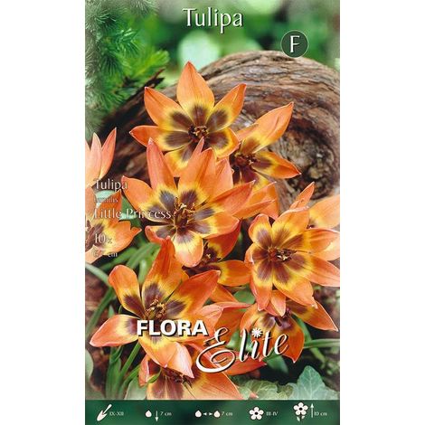 Bulbi di Tulipano Humilis Little Princess 10 Bulbi