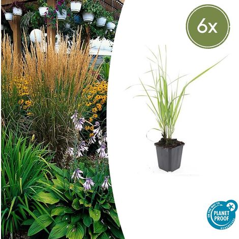 Lot de 6 Graminées Ornementales Calamagrostis acut. 'Karl Foerster' Port Dressé H10-25cm Ø9cm - PANGIVO (1/5)