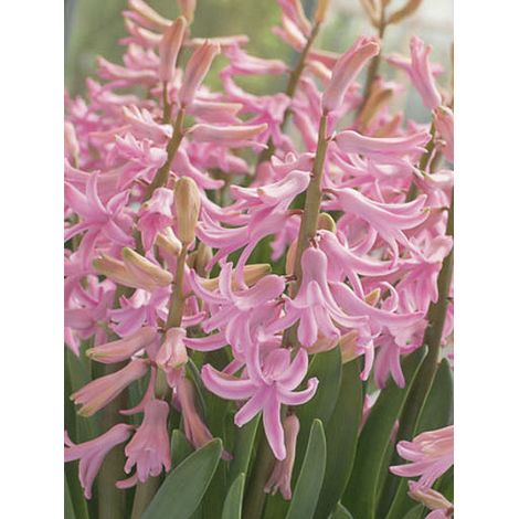 Jacinthe 'Multiflora Pink' Bulbe calibre I (par 3) (1/2)