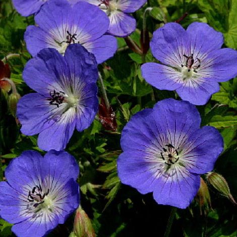 4 x Géranium vivace  - Geranium 'Jolly Bee'  - godet 9x9 cm