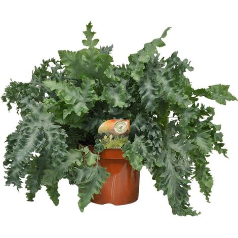 Phlebodium Davana Fougère Dorée Décorative d’Intérieur et d’Extérieur Feuillage Doré Pot 26 cm Hauteur 60 cm - PANGIVO (1/4)