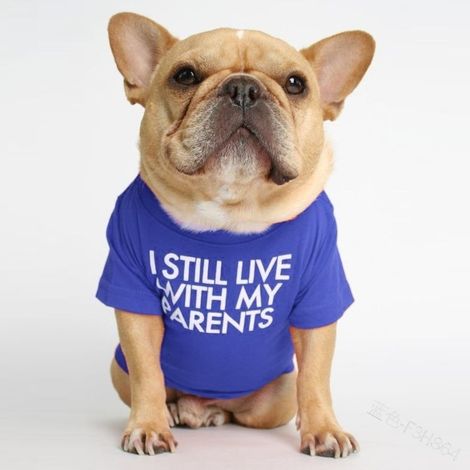 T-Shirt pour Chien avec la Phrase: Je vis Toujours chez Mes Parents (Bleu, XL) (1/5)