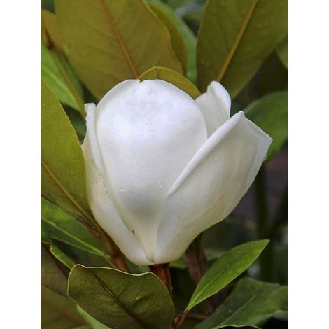 Laurier-tulipier 'Francois Treyve' Pot de 4L/5L, Baliveau