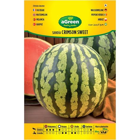Sobre con semillas de sandía Crimson Sweet 5-8 kg