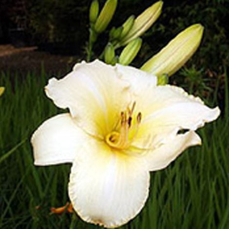 4 x Lis d'un jour - Hemerocallis 'Helle Berlinerin' - godet (1/4)
