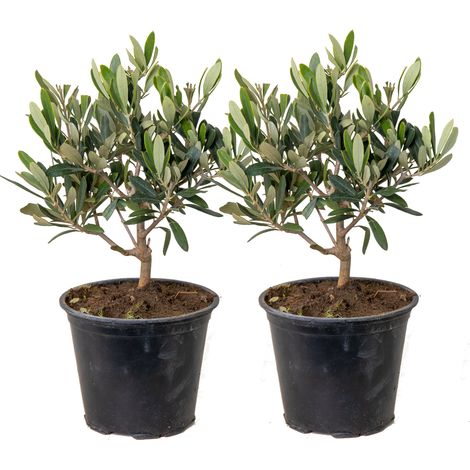 Olivier Olea Europaea – Lot de 2 arbustes 30-40 cm – Résistant au gel – Pot de 14 cm – Pour mi-ombre et soleil
