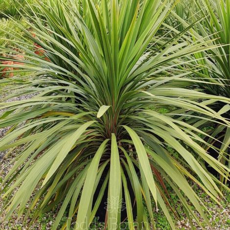Cordyline australe 'Peko' Cordyline australis 'Peko' 120cm Pot 12L
