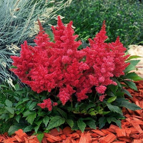 4 x Astilbe d'Arends  - Astilbe arendsii 'Etna'  - godet 9x9 cm (1/5)