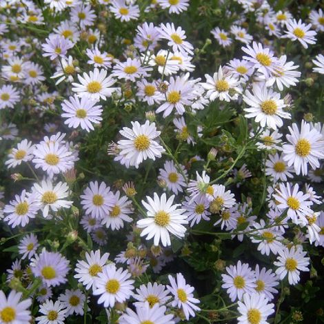 4 x Kalimeris incisa 'Blue Star' - godet 9x9 cm