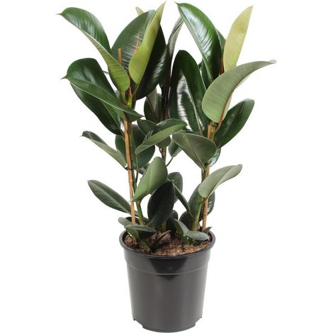 Ficus Elastica Robusta plante d’intérieur feuillage vert foncé pot 27 cm hauteur 85 cm - PANGIVO (1/4)