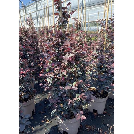 Gardenaria Loropetalum chinense 'Fede' - Arbusto ornamentale da giardino - Altezza: 40/50 cm (vaso19) (1/3)