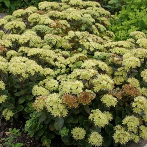 Orpin Hab Gray, Sedum/Godet - 5/20 cm