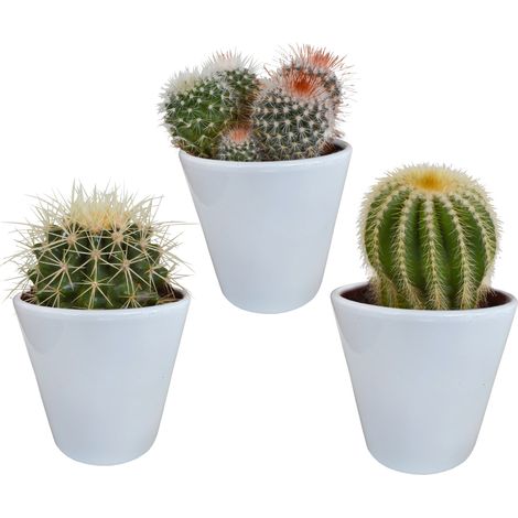 Lot de 3 Cactus Sphériques en Mélange avec Pots Blancs - Formes et Couleurs Variées - Ø 8,5 cm - PANGIVO (1/5)