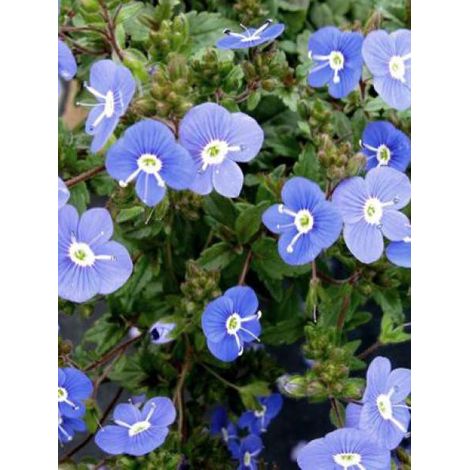 Véronique 'Georgia Blue' Godet de 8/9 cm
