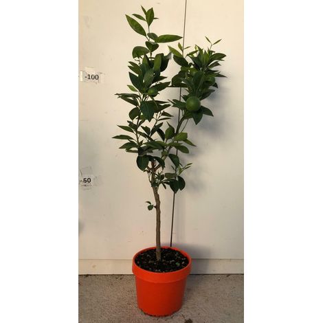 PIANTA DI ARANCIO VASO COLORATO 24 cm ALTEZZA 100/110 cm (foto reali)