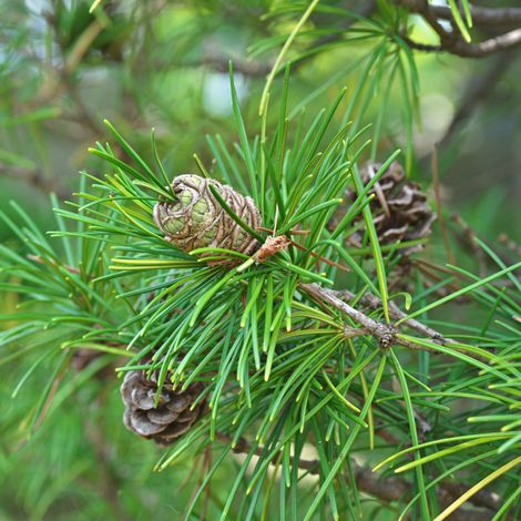 Pin parasol du Japon - Sciadopitys verticillata 40/60cm Pot 10L