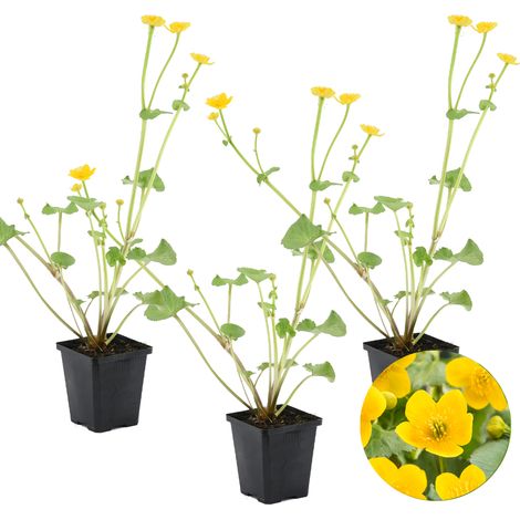 Bloomique - Lot de 3 - Caltha Palustris - Populage des marais - Plantes de bassin - Rustique - Hauteur 15-25 cm - Pot 9 cm