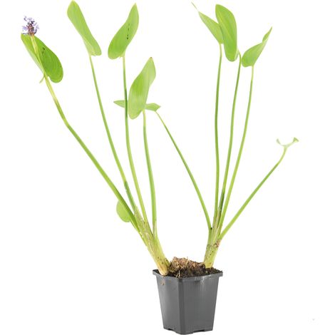 Bloomique - Pontederia Cordata - Jacinthe d’eau - Pontédérie - Plantes de bassin - Plantes aquatiques - Rustique - Hauteur 10-20 cm - Pot 9 cm