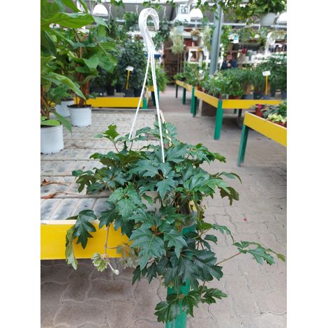 Cissus