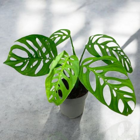 Gardenaria Philodendron 'Esqueleto' - Pianta da interno ornamentale - Altezza: 40 cm (vaso 12) (1/5)