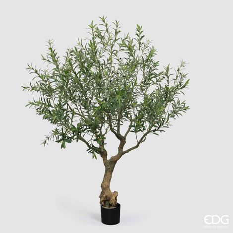 EDG Olivo Vogue Con Vaso H 230 (1/3)