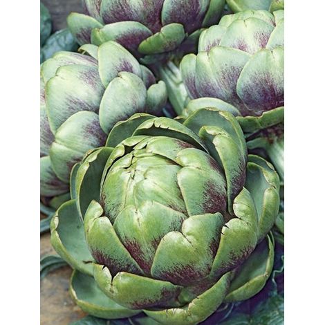 Artichaut 'Vert de Provence' le sachet de 25 graines (1,5g)