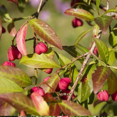 Fusain d'Europe, Euonymus/Pot de 3L - 40/60 cm