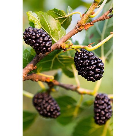 Gelso Nero (Pianta di 3 anni) (1/2)