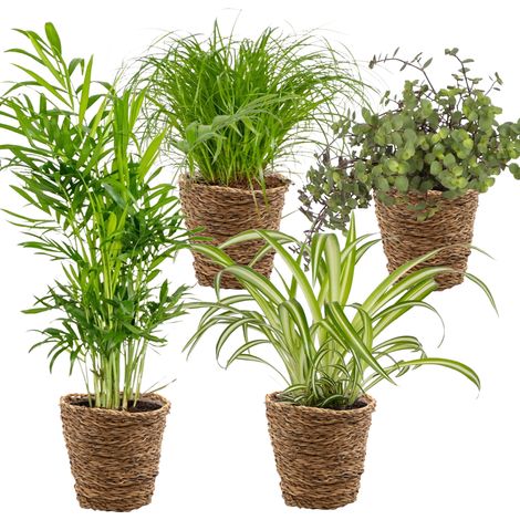 Bloomique - Lot de 4 - Mélange sans danger pour les animaux - Cyperus Zumula - Callisia - Chamaedorea - Chlorophytum - Plantes d’intérieur - Hauteur 20-40 cm - Panier en rotin 12 cm