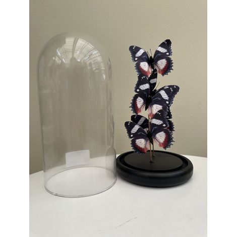 Cloche en verre avec 4 papillons décoratifs en soie socle en bois noir rouge blanc 14 x 26 cm - PANGIVO (1/5)