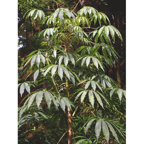 Scheffléria taiwaniana Pot de 2L/3L