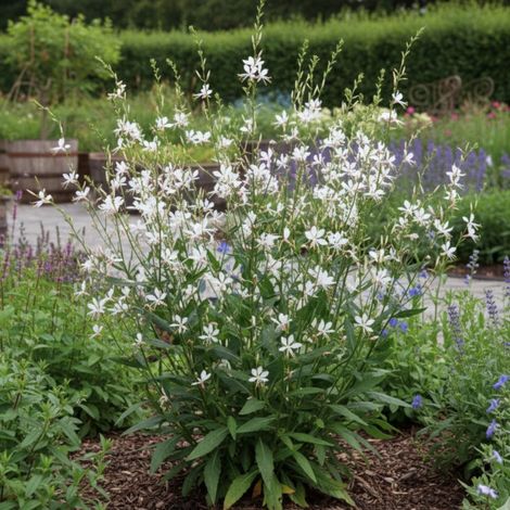 Gaura Sparkle White/Godet - 5/20 cm