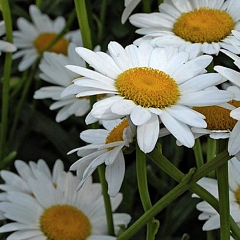 4 x Marguerite - Leucanthemum 'Polaris' - godet 9x9 cm