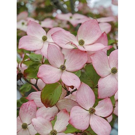 Cornouiller du Japon 'Heart Throb' Pot de 18L/20L (1/2)