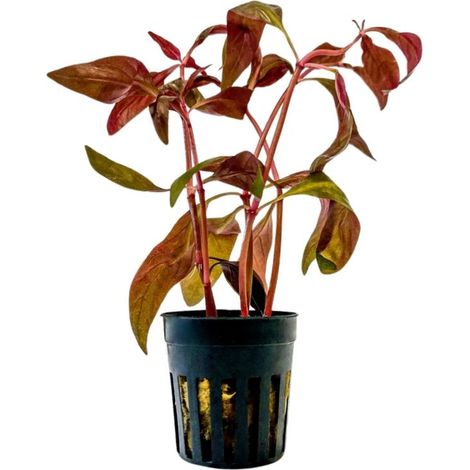 Aquarium Pflanze Alternanthera lilacina Topf Nr.323L