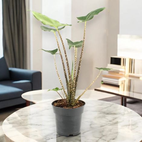 Gardenaria Alocasia zebrina 'Siberian Tiger' - Pianta da interno ornamentale - Altezza: 55 cm (vaso 17) (1/5)